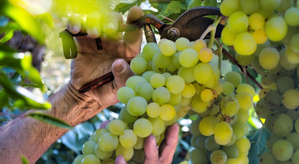 Sostegno ai piccoli produttori